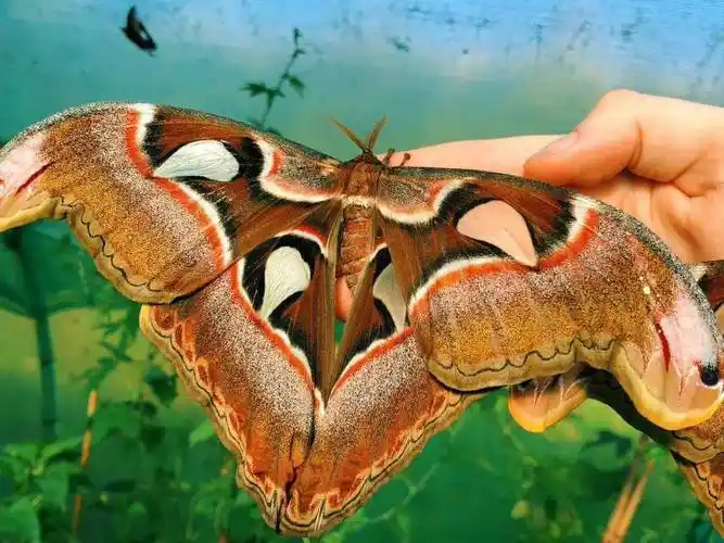 世界上最大的飞蛾666_生活_翅膀_蛇头