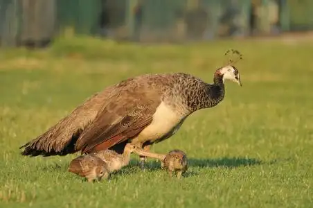 孔雀在农场图片