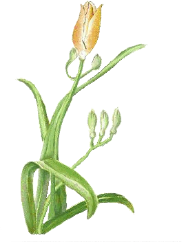 资格考试/认证 ppt制作技巧 音频/视频技巧 > powerpoint小插图第1页