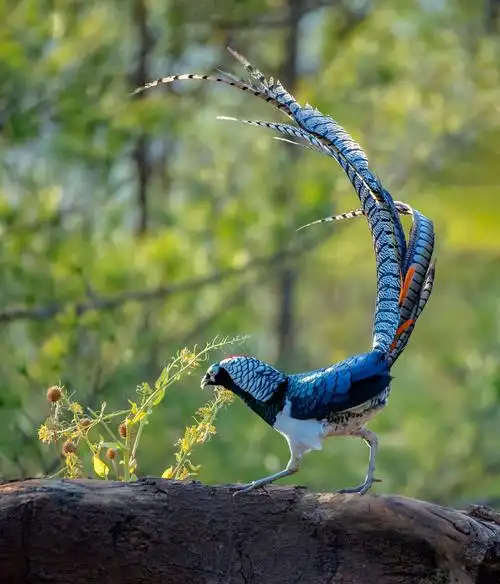 高清白腹锦鸡图片大全白腹锦鸡有几种颜色白腹鸡鸟图片中华野生鸡图片