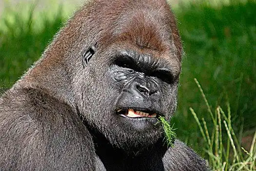 西部,低地,大猩猩,成年,银背大猩猩,吃,牙齿,展示,俘获