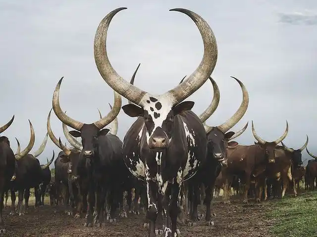 5米长牛角的牛你见过吗?现实版"牛魔王",曾卖出253万