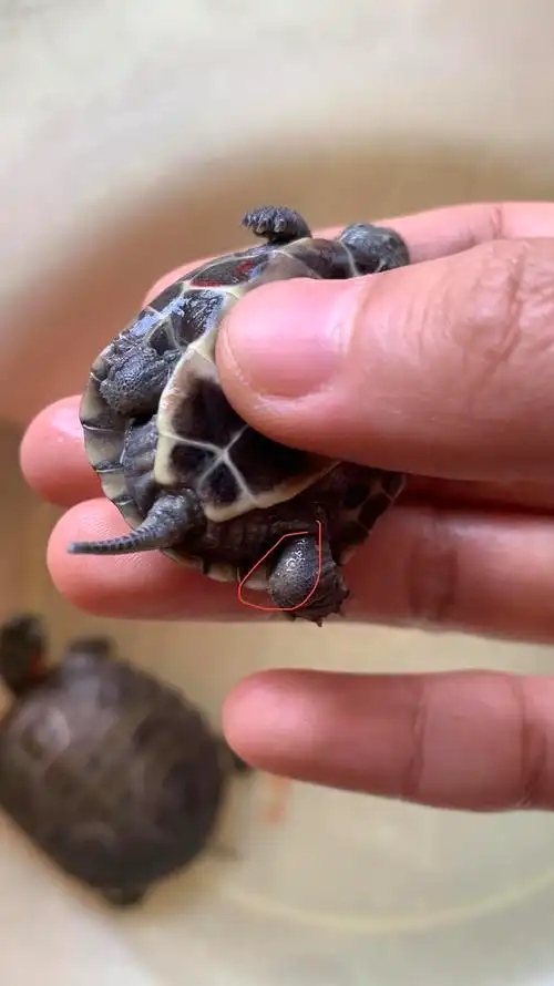 求问龟龟jio这里是腐皮还是正常的