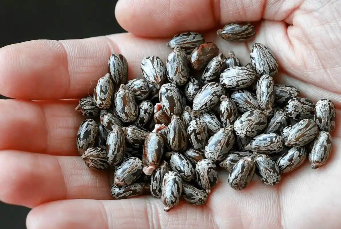 蓖麻含有大量毒素,拥有多重功效,不仅能用于暗杀也是战略物资