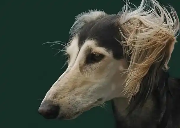 速度与激情:非洲最快的猎犬——东非猎犬!