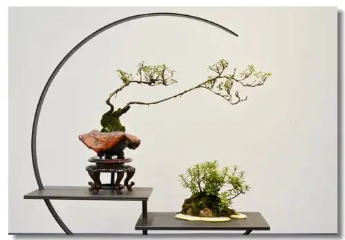 树桩上盆是关键精品盆景都是位置摆出来的