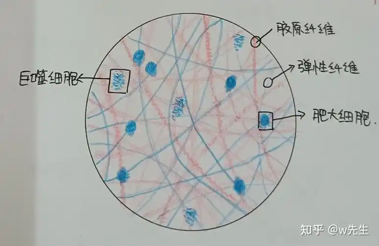 2.结缔组织(疏松结缔组织铺片)