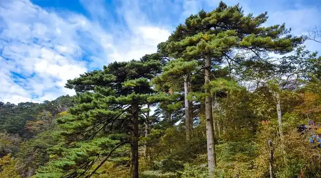 黄山凤尾松图片