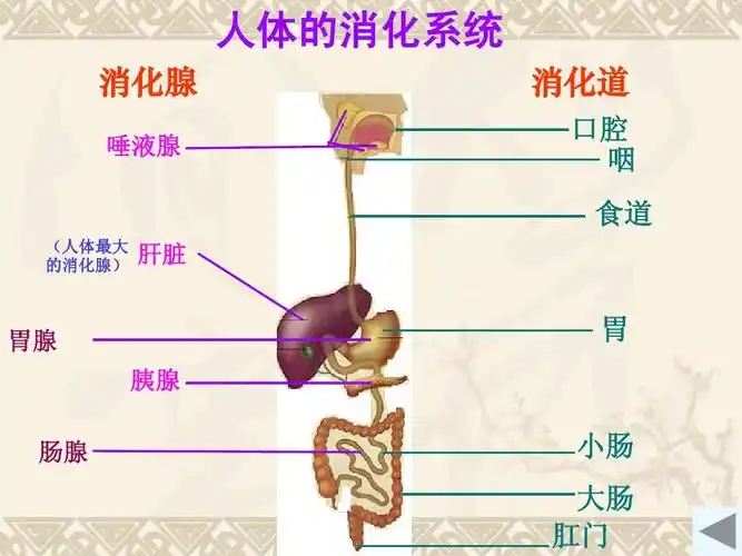 4消化和吸收 课件 济南版七年级下册 人体的消化系统 消化腺 唾液腺