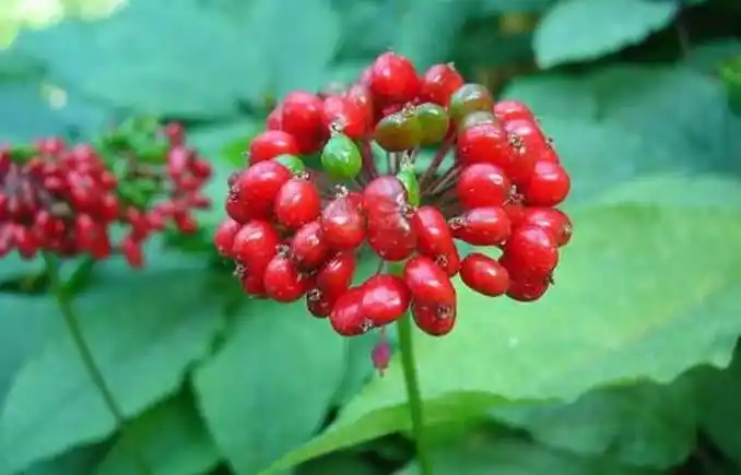 人参花原来有这么多你不知道的好处!