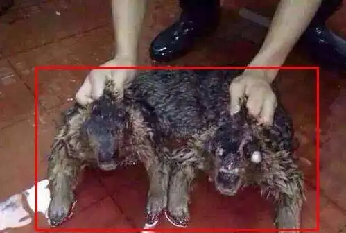 科学家承认水猴子存在,拉人下水的恐怖水怪