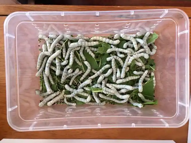 这个是经过第三次蜕皮的四龄蚕,出生17-18天,身长约2.2-4.5厘米.