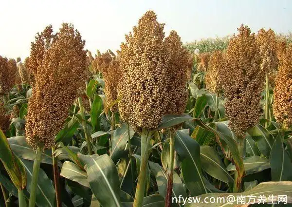 高粱熟了是什么颜色的