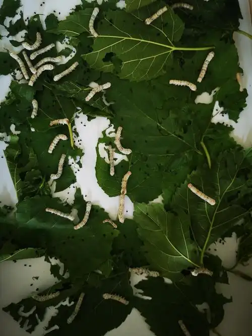 这就是蚕宝宝小时候的样子,妈妈说它们大概出生二三天的样子,这些小