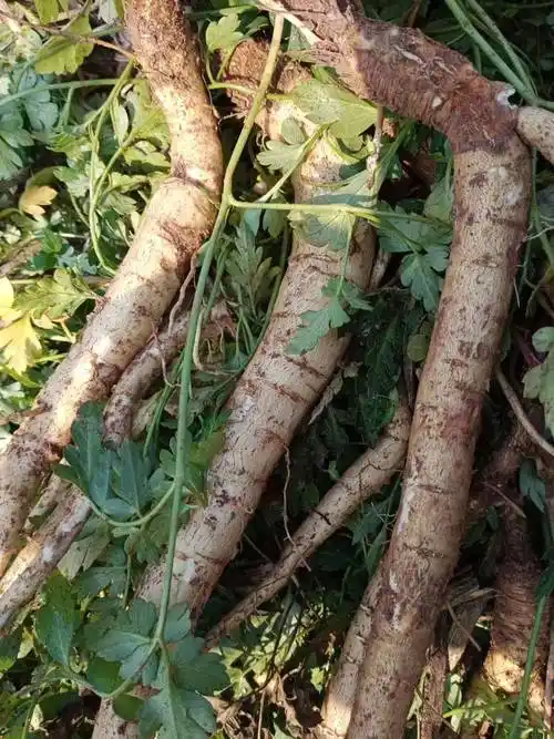 正宗四川南沙参,无硫川明参