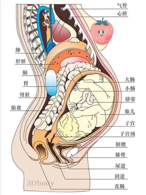 怀孕到底经历了什么_孕期_怀孕_子宫_孕期日记_控制体重_乒乓球_母婴