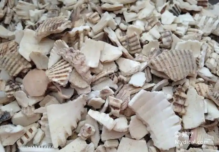 瓦楞子 - 药材