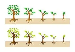 矢量树木成长过程