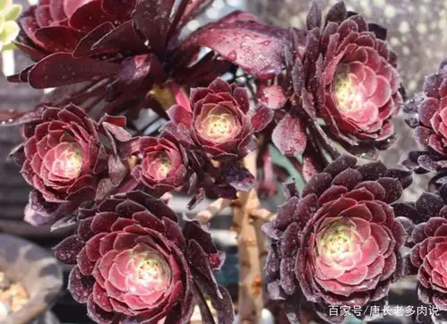 黑铜壶法师休眠以后对水分需求极少