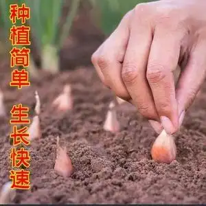 四季红葱头种子庭院盆栽新鲜小葱头洋葱油葱小香葱头火葱头种籽子