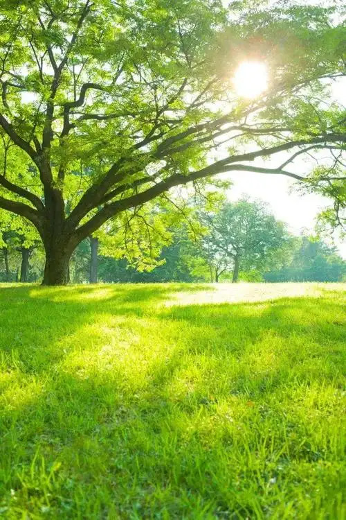 原来,这就是"大树定律"(深度好文)