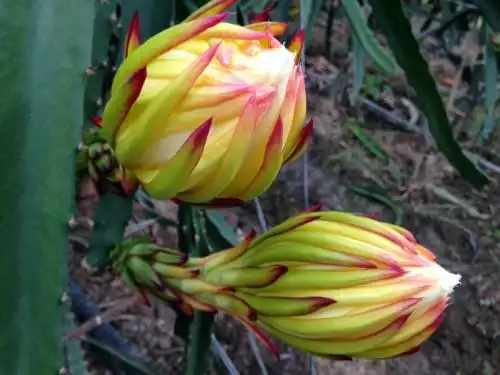 怎样区分霸王花与火龙果花
