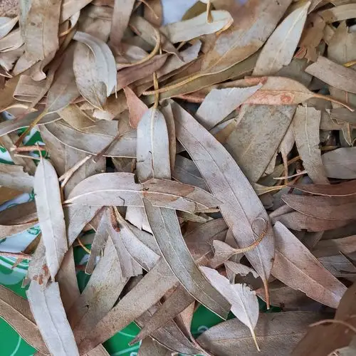 中药材桉叶桉树叶尤加利树叶大桉树叶