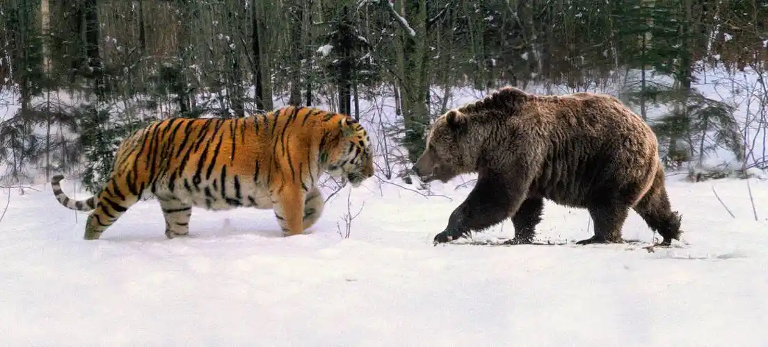 熊虎之争:传奇虎王黛尔曾捕食8头棕熊,东北虎真是棕熊的天敌吗_老虎