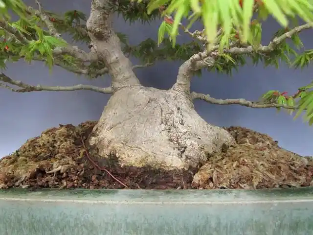 红千鸟日本枫盆景-红枫,美国红枫,日本红枫