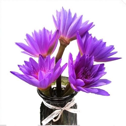 (德邦空运)紫色睡莲云南直发鲜花真花办公桌面瓶插水培供佛节日
