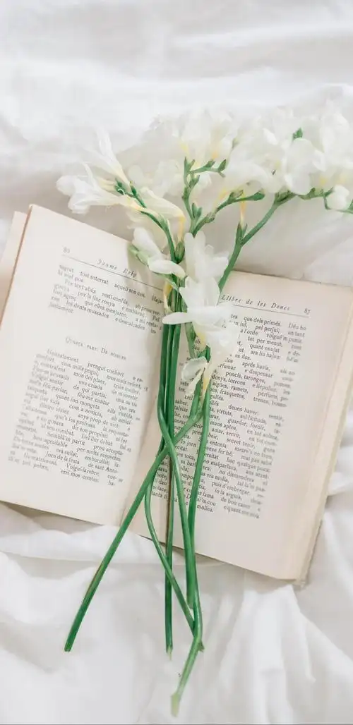 清新小白花ins风摄影