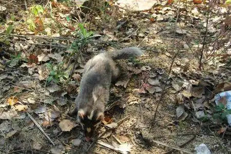 农村说的狸猪是什么动物?学名是什么?