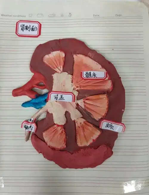 🧪材料准备:各色轻黏土,用于制作模型