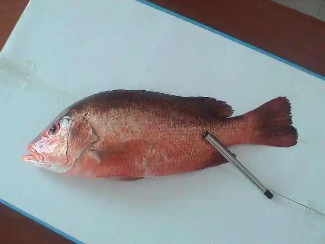 它广东海里鲜红色的鱼类, 捕捞上来的红色都不忍心吃