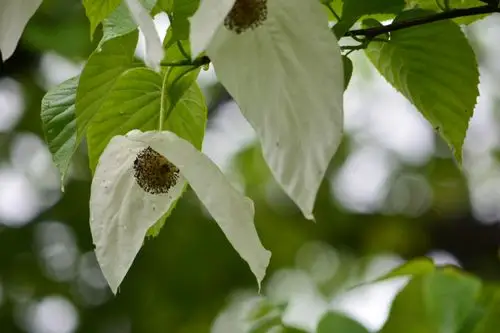 大相岭(荥经县)上鸽子花