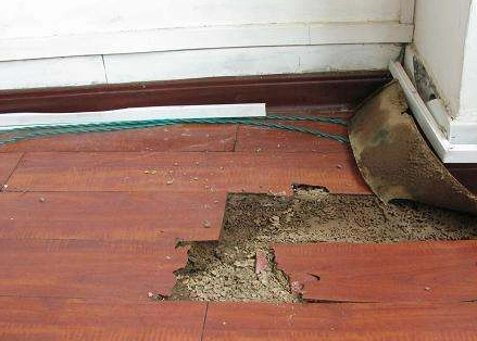 海沧木地板遭白蚁蛀蚀