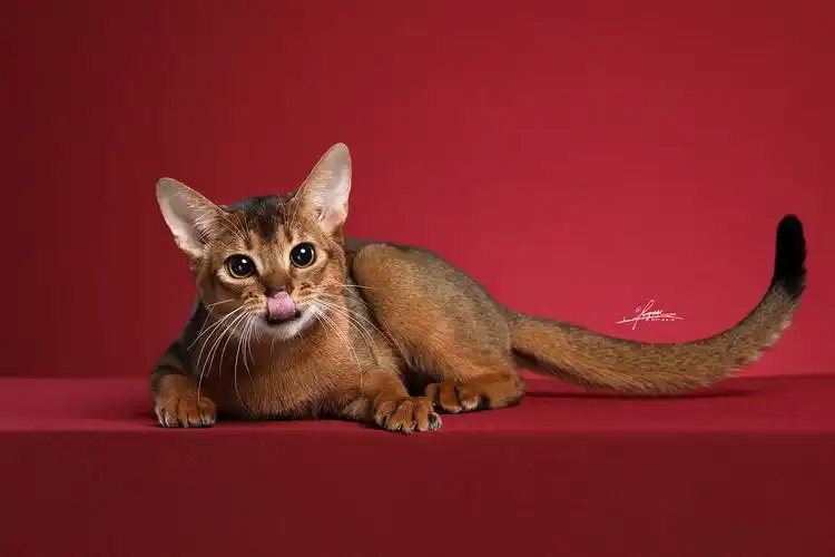 阿比西尼亚猫