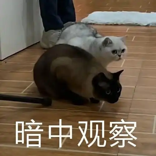 萌宠猫星人暗中观察好奇呆萌可爱gif动图_动态图_表情包下载_soogif
