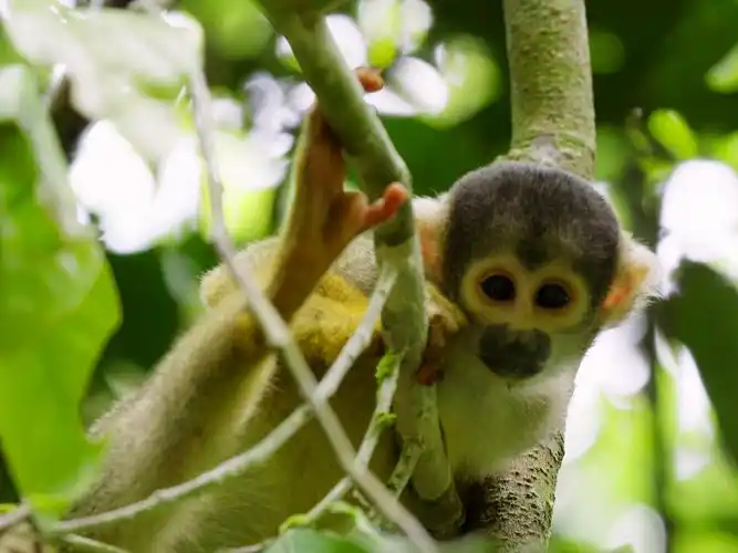 tambopata, research centre, peru: squirrel monkey in a tree.
