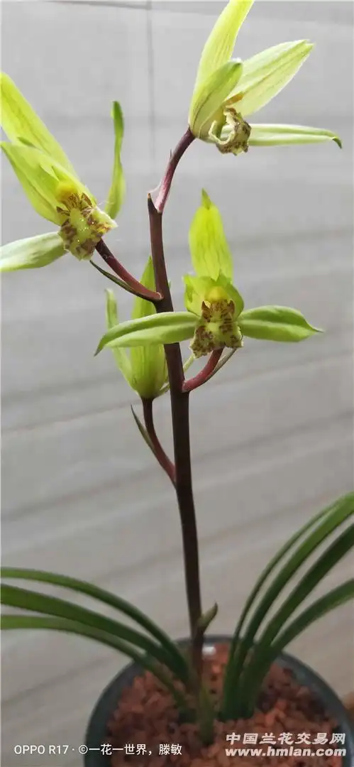送春-送春篇-中国兰花交易网社区