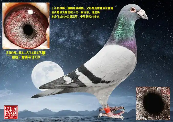 信鸽在线拍卖平台 - 中国信鸽信息网