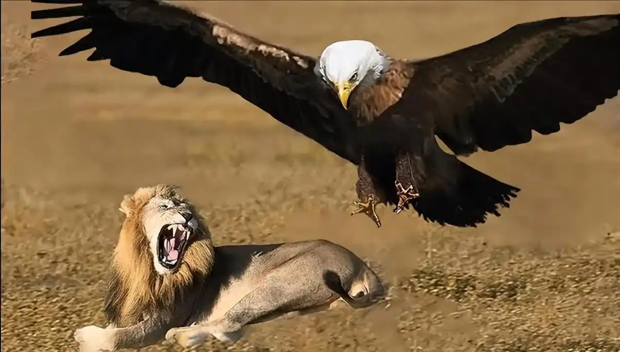 "空中霸主"阿根廷巨鹰