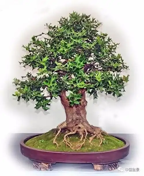 枸骨盆景欣赏及其养护与管理