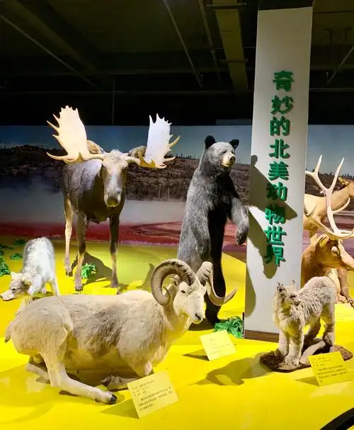 枫叶小镇 "贝林标本之美洲动物特展"