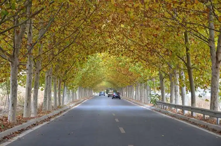 莱芜最美乡村公路——茶业口镇法桐大道