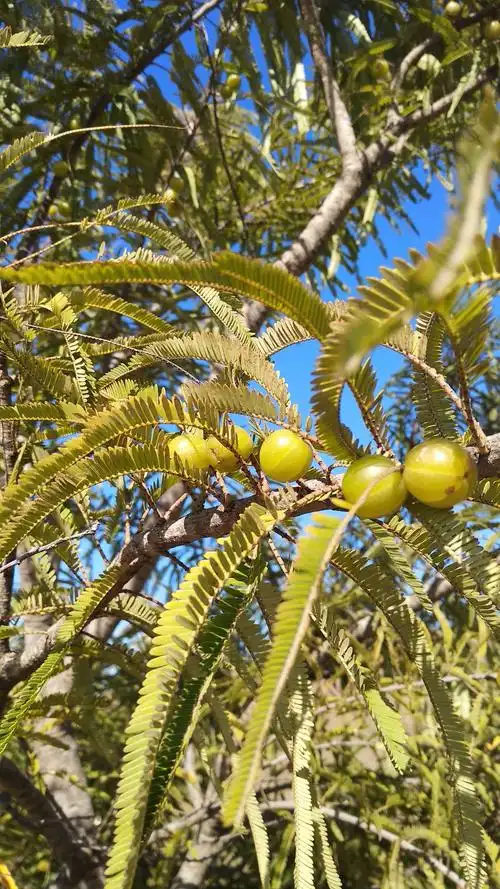 元谋新华大河边村的野生橄榄