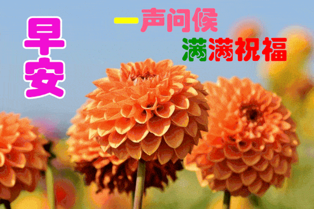 11月16日最漂亮早上好动态表情图片大全早晨好动图美图大全