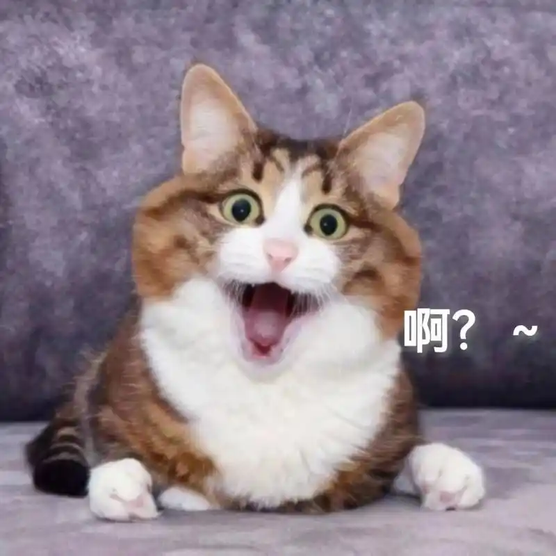 原创表情包～傻猫猫沙雕表情包 #猫猫表情包# #表情包# #沙雕表情包