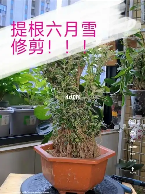 这样修剪提根六月雪越剪越多