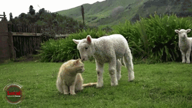 384_216gif 动态图 动图